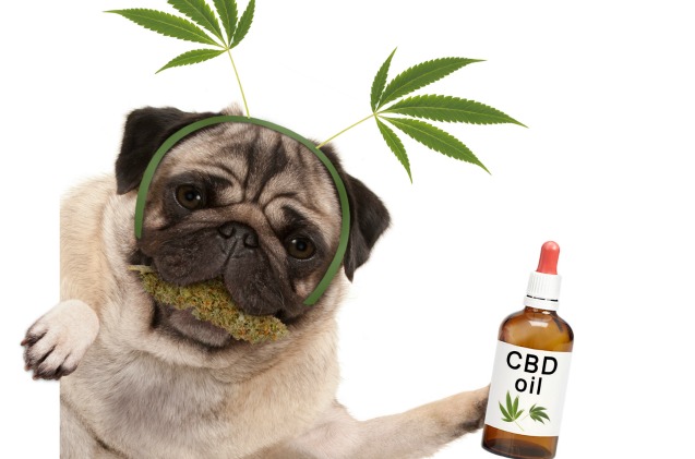 feature-pet-parents-use-more-cbd-than-ever-before