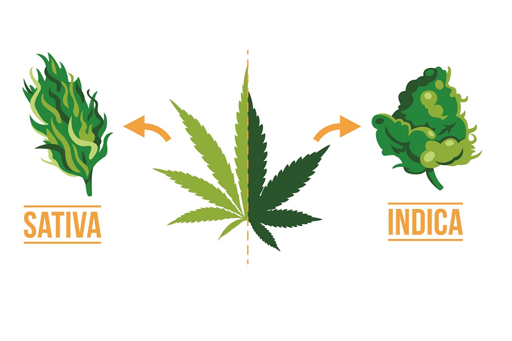 Cannabis-Types-Sativa-Indica-Hybrid